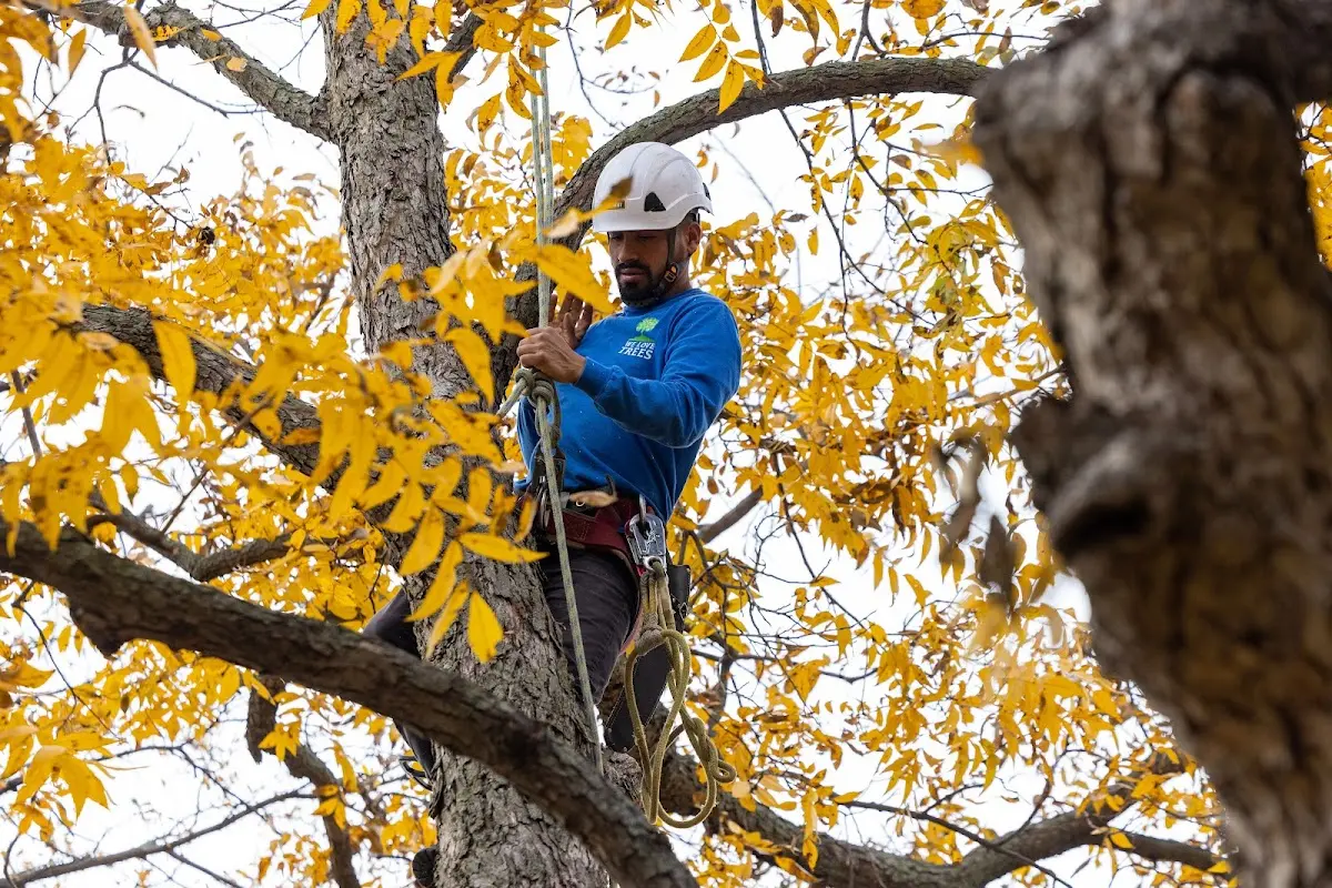 Skilled Tree Transplanting crew working in Gray Mountain