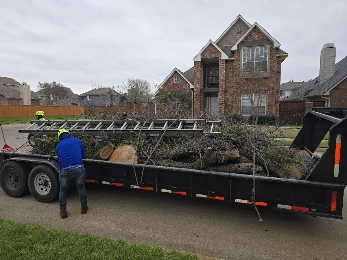 Expert Tree Pest Control with proper safety equipment in Gray Mountain